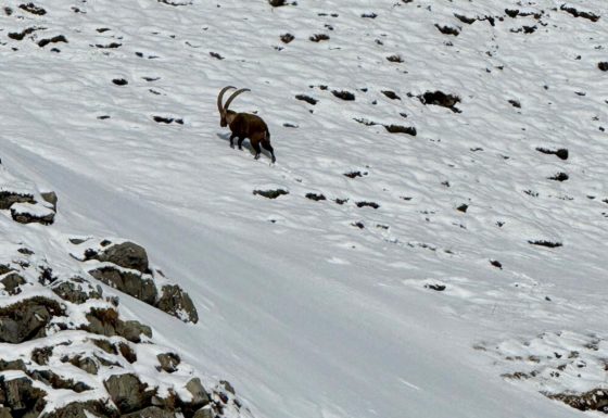 <?php echo e(get_post_field('post_excerpt', 21473)); ?>