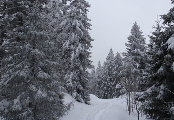 <?php echo e(get_post_field('post_excerpt', 21921)); ?>