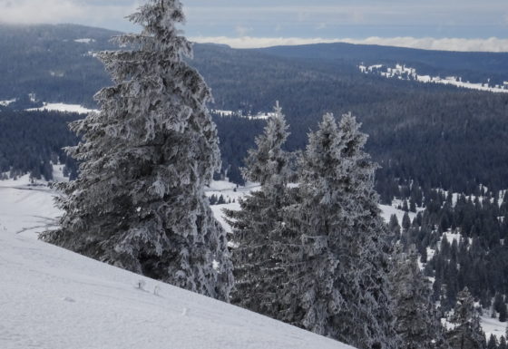 <?php echo e(get_post_field('post_excerpt', 21924)); ?>