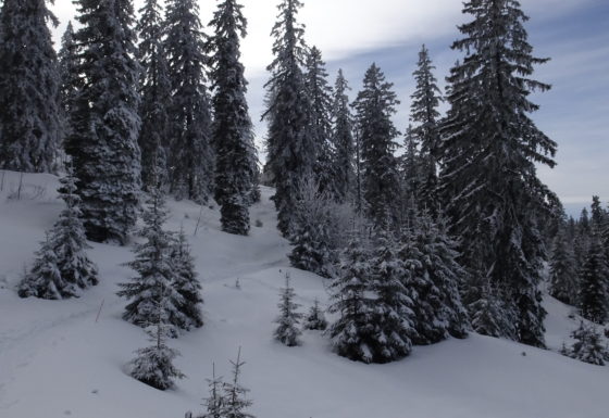 <?php echo e(get_post_field('post_excerpt', 21927)); ?>