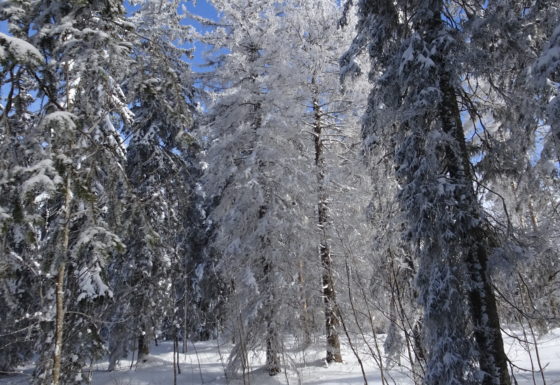 <?php echo e(get_post_field('post_excerpt', 21928)); ?>