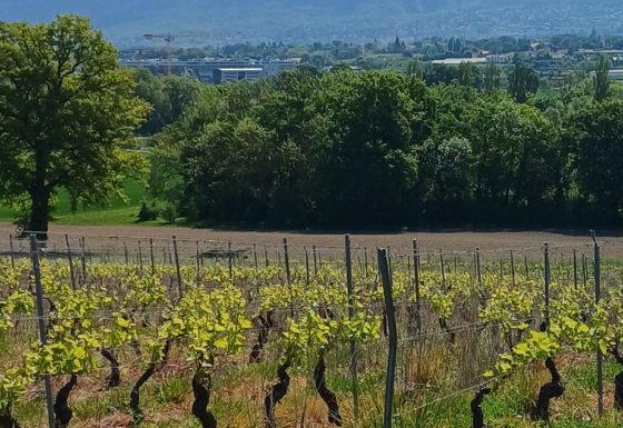 <?php echo e(get_post_field('post_excerpt', 22419)); ?>